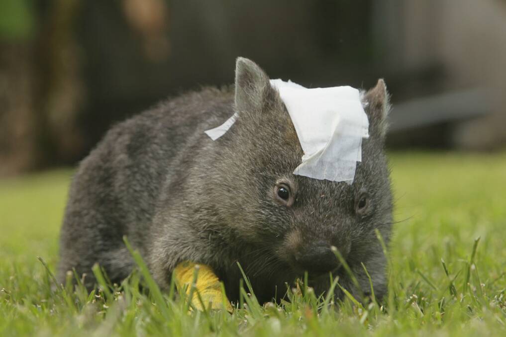 Grace the wombat at the home of WIRES volunteer Kay Delaney in March. Picture: DAVE TEASE