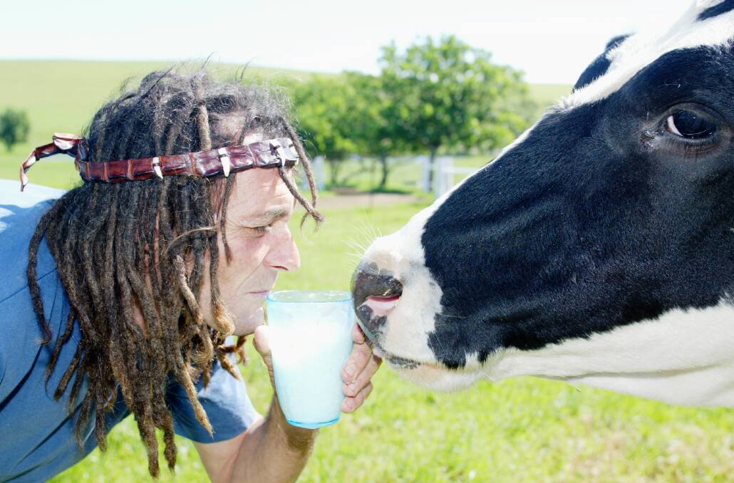 Jamberoo’s Pinegrove Dairies farm manager David Green gives his spoiled Holstein Lara a taste of her award-winning milk.