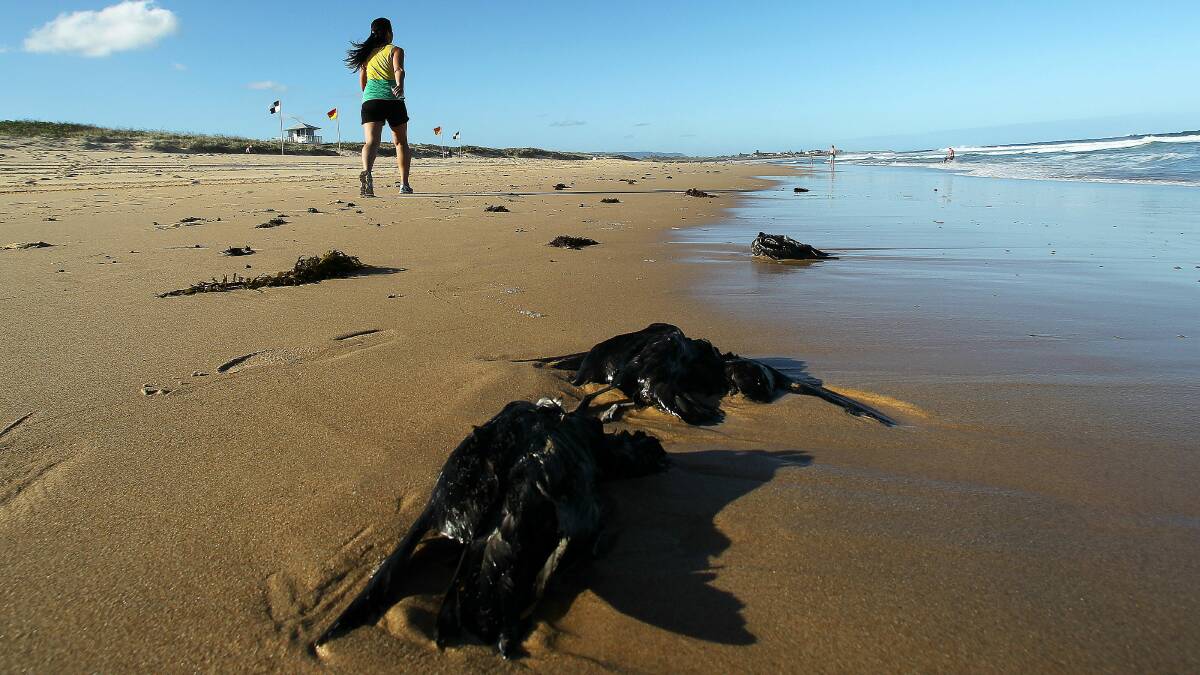 Dead muttonbirds at Fairy Meadow Beach. Picture: GREG TOTMEN
