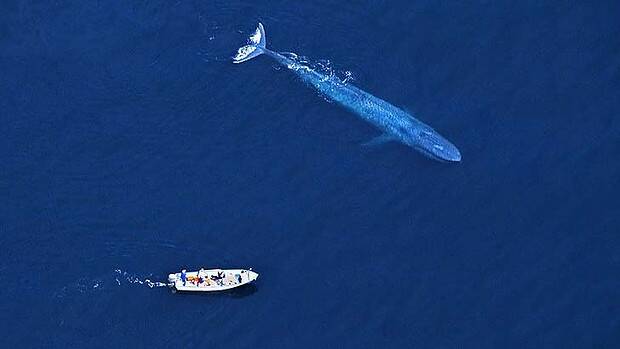 Blue whales can be heard singing more than 1000 kilometres away. Photo: Getty Images  