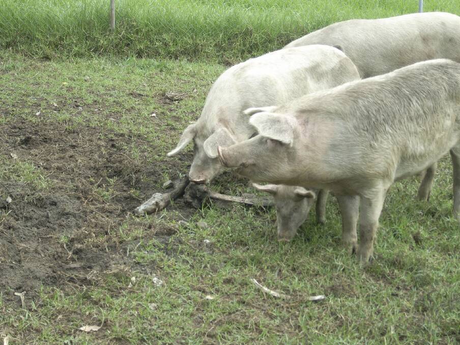 Pigs feed on swill at the piggery south of Wollongong.