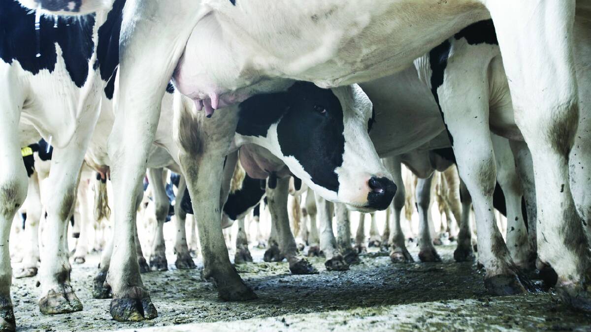 Cows being milked on a dairy farm near Kiama.