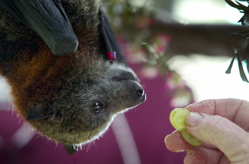 WIRES carer Sandra Leonard feeds injured fruit bat William.