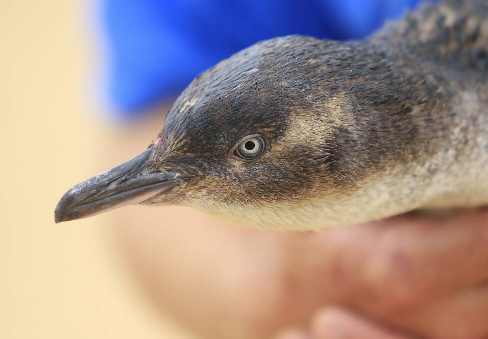 Penfold the Little Penguin was found wandering in Ulladulla. Picture: ANDY ZAKELI