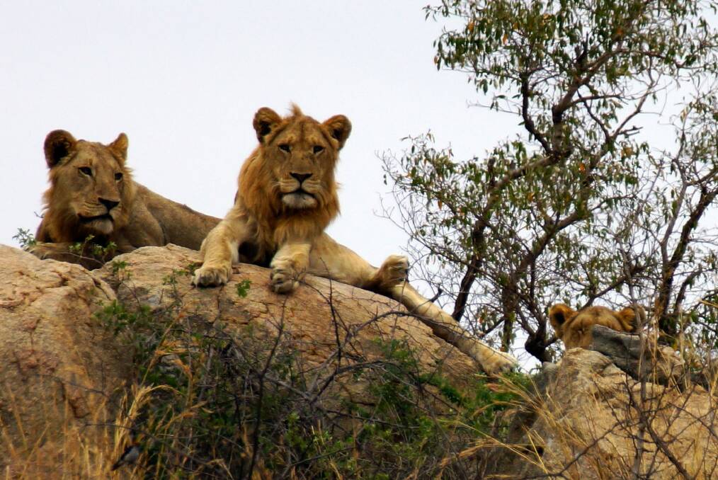 Young male lions survey  the surrounding countryside in Kruger National Park.