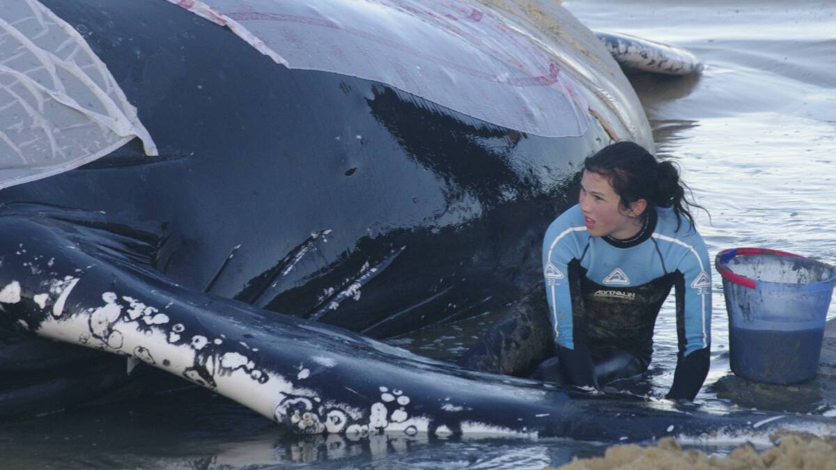 Saskia Macey, 16, assists a humpback stranded at Currarong last year. Picture: ORRCA