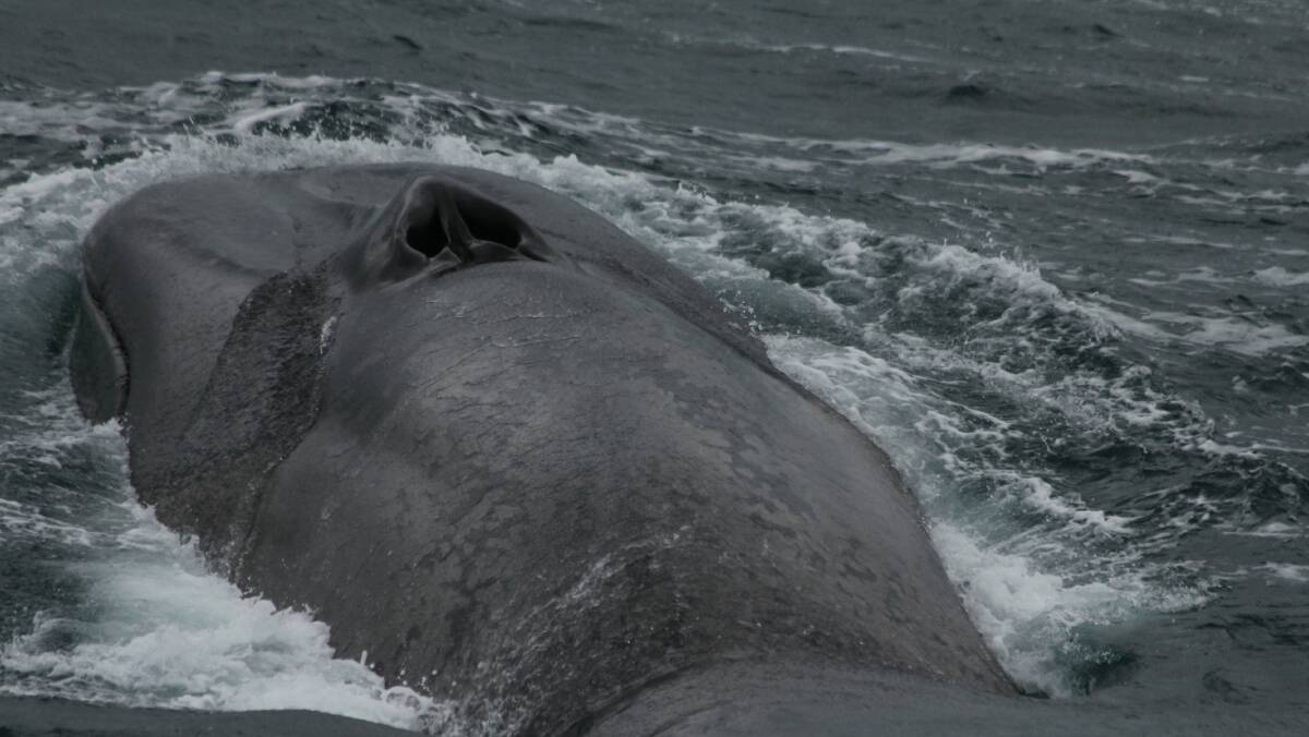 The blow hole of an Antarctic blue whale. Photo: Kylie Owen