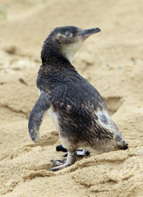 Penfold the Little Penguin was found wandering in Ulladulla. Picture: ANDY ZAKELI