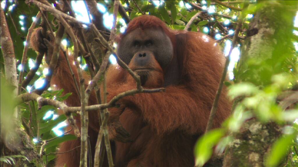GALLERY: Bianca Dye's orangutan mission