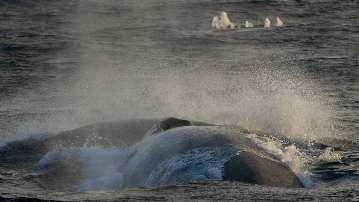 An Antarctic blue whale and ice chunk in Southern Ocean. Photo: Carlos Olavarria