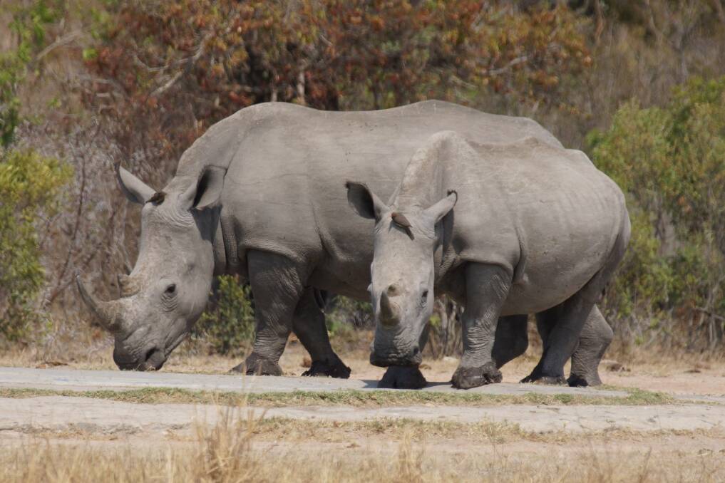 The square-lipped rhinoceroses (white rhino) still faces a serious threat from poaching in the Kruger National Park.