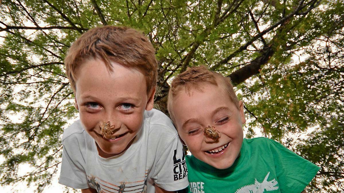 Deklan, 9, and brother Rixon, 6, Green of North Nowra play with cicada shells.