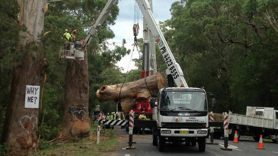 The once massive Bum Tree has been cut down to ground level. Picture: ROBERT CRAWFORD