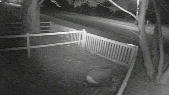 CCTV footage of Greg Petty's property on the night of the attack. 