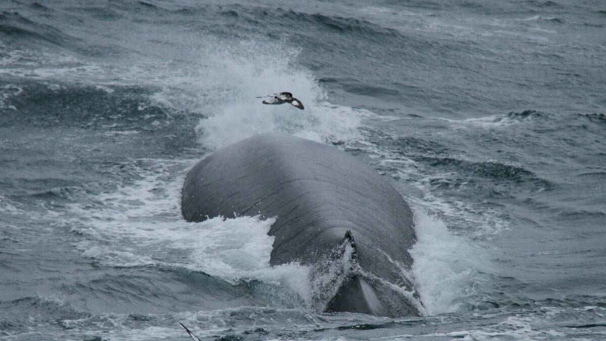 Cape Petrels flying above an Antarctic blue whale. Photo: Melinda Rekdahl  