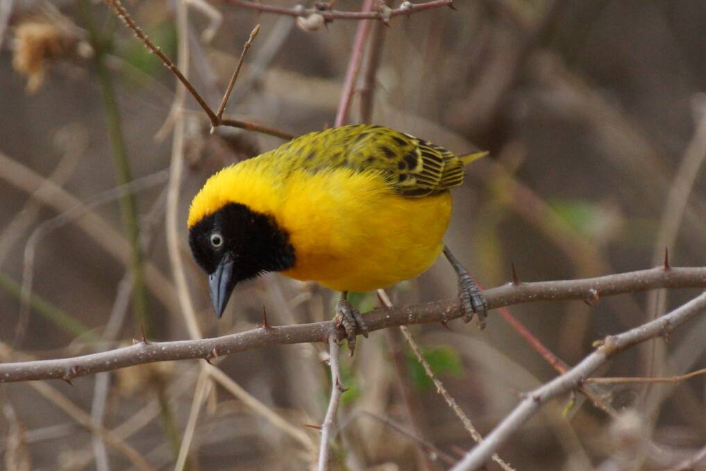 A lesser masked weaver viewed from the Lake Panic bird hide in Kruger National Park.