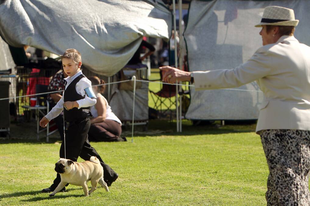 GALLERY: Puppy love puffs up crowds for show day
