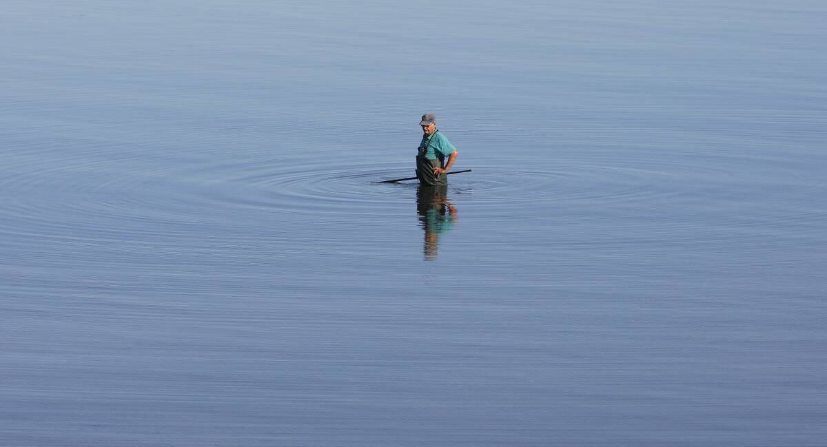 A lone fisherman wades in Lake illawarra searching for octopus on April 2. Picture: ANDY ZAKELI