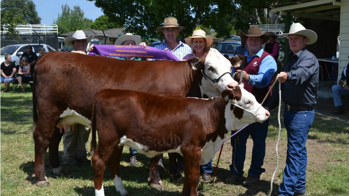 Elm Vale Joibelle took out the Supreme Beef Exhibit award at the Berry Show.