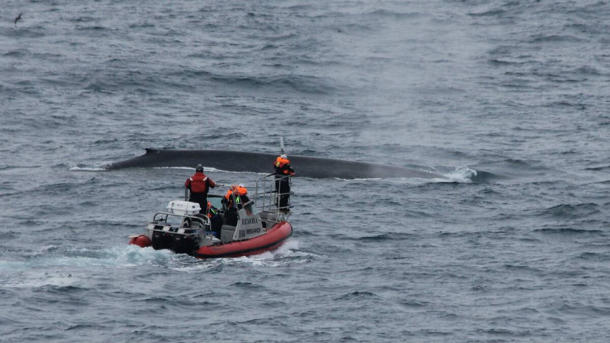 The small boat team in the Remora approach an Antarctic blue whale. Photo: Kylie Owen