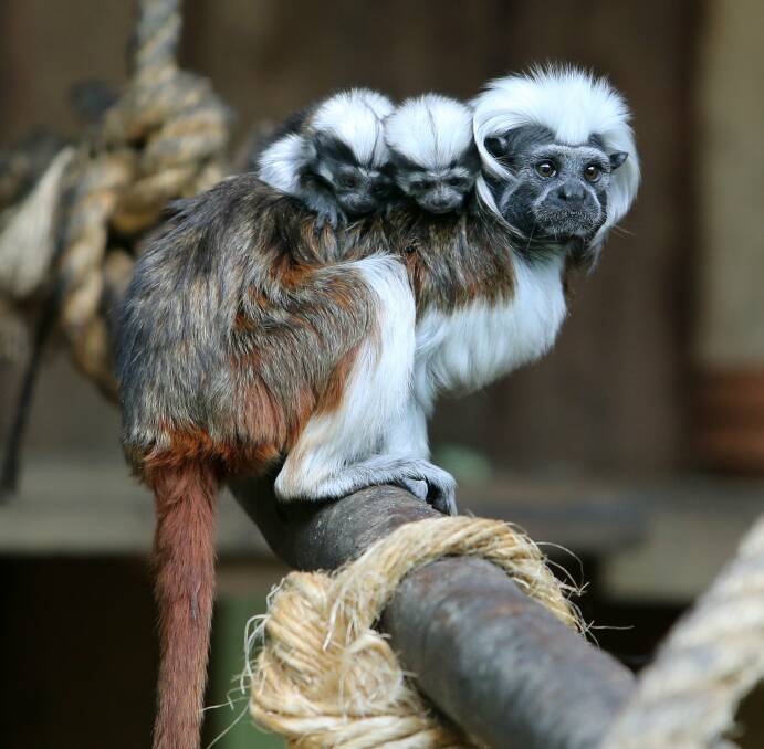 Papa Mitu, a Cotton-top Tamarin, with his two-week-old babies on his back at Symbio on September 18. Picture: ROBERT PEET