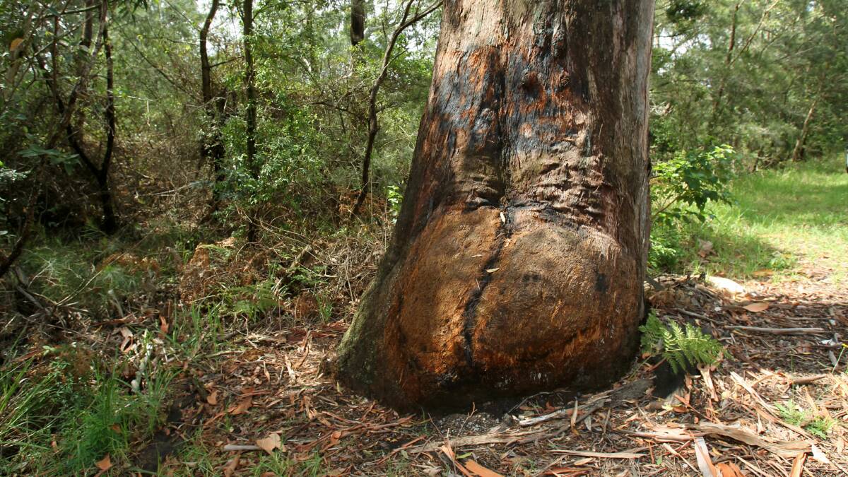 The Bum Tree. Picture: GREG TOTMAN