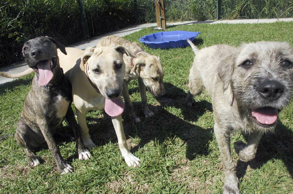 These five-month puppies, clockwise from top, Dutch, Billie, Jasmine and Leo, were seized in Nowra. Picture: MICHAEL SZABATH