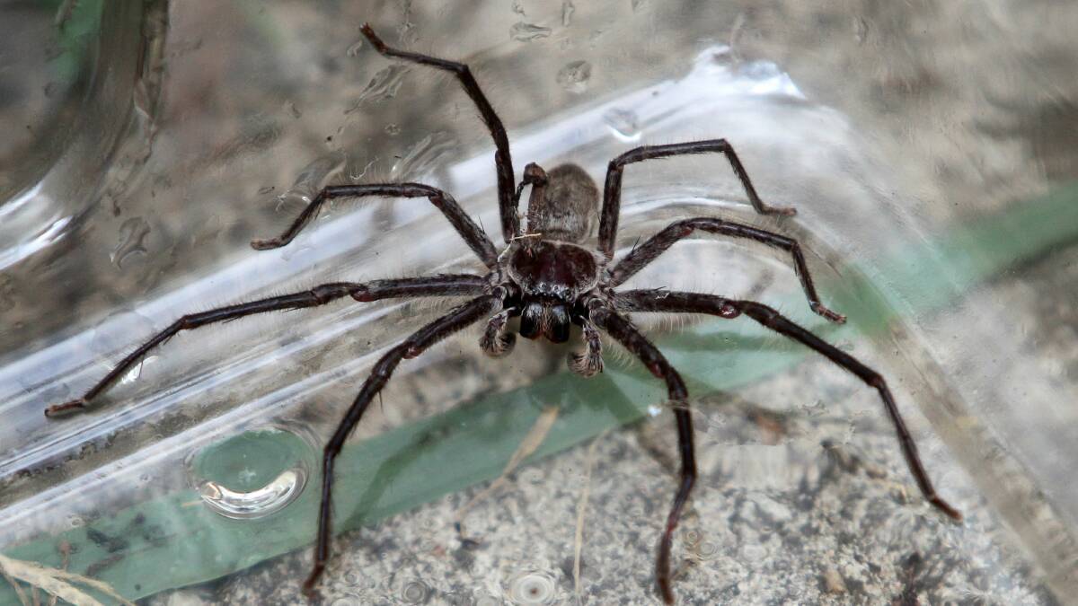 Huntsman spiders may look intimidating but they are not dangerous.