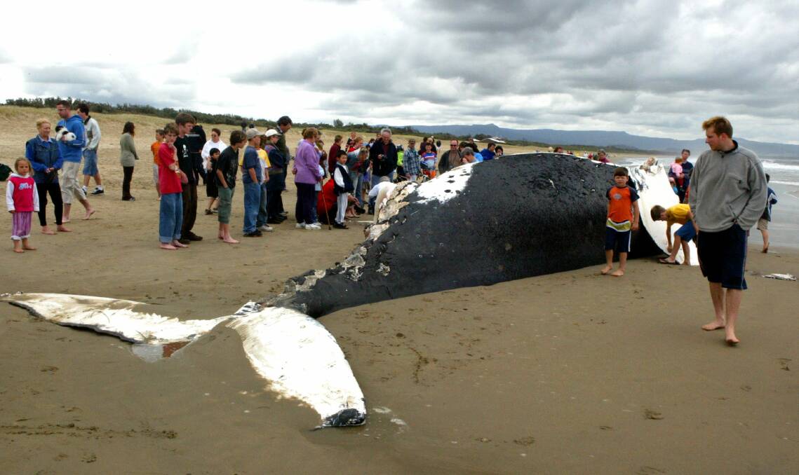 Holiday-makers gather to get a rare look at a humpback whale found dead at Shoalhaven Heads.