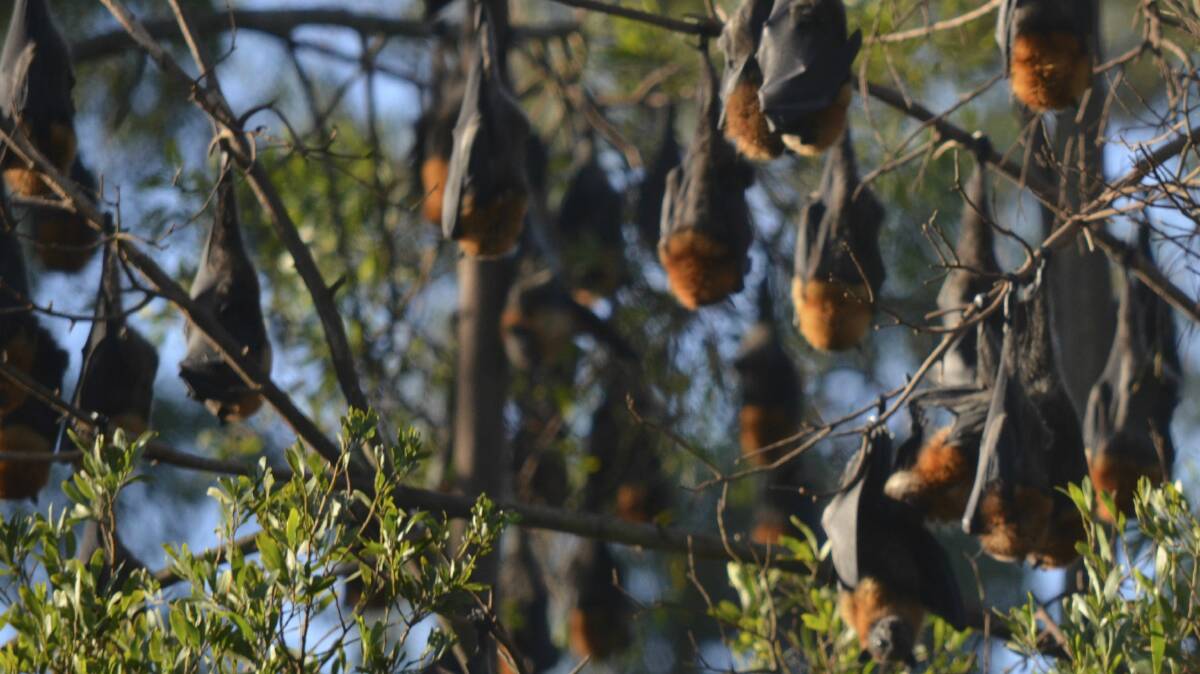 Flying foxes are getting up people's noses at Figtree.
