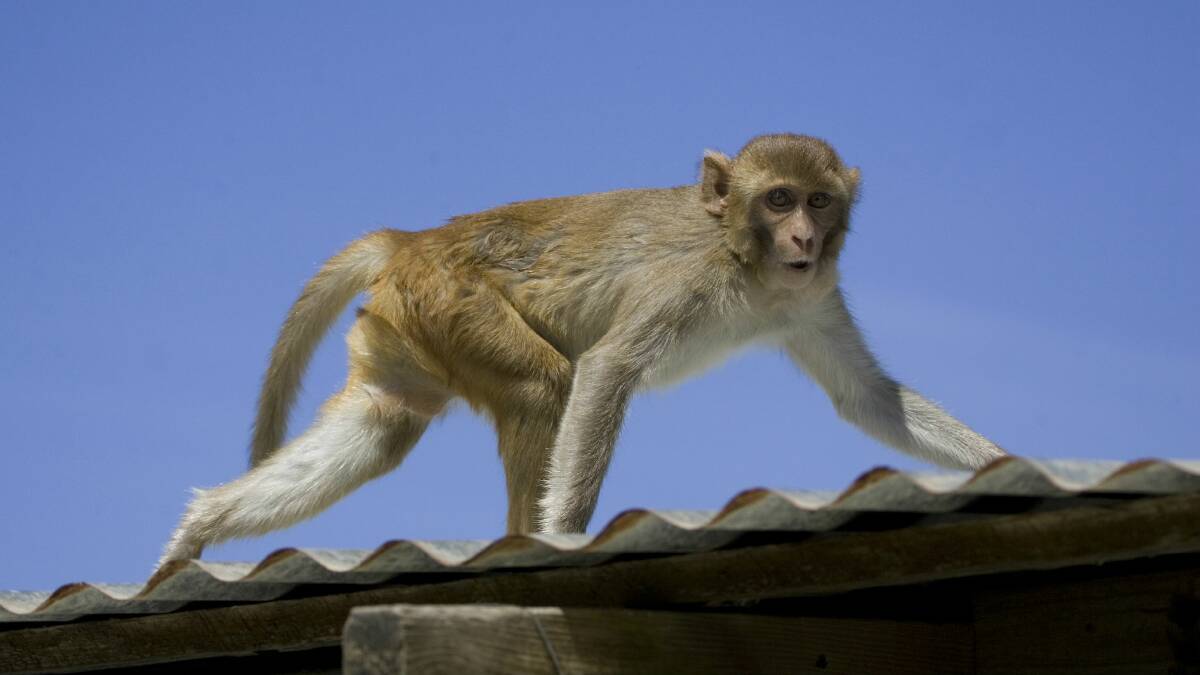 File picture of a rhesus macaque monkey.