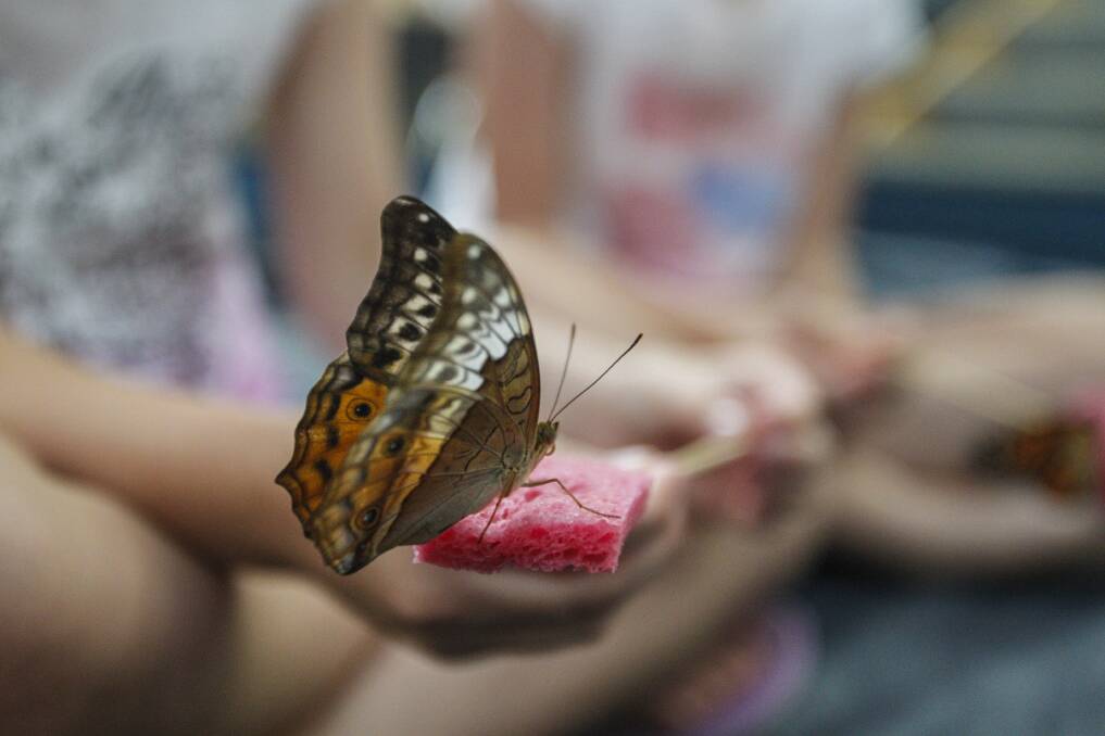 A child holds a butterfly at Oak Flats Library. Picture: CHRISTOPHER CHAN