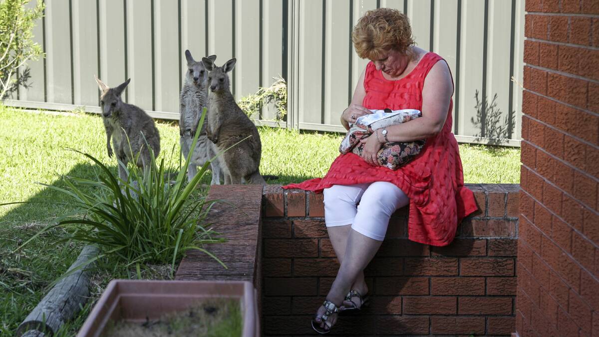 Illawarra WIRES volunteer Lyn Collard holds a joey she is looking after.Picture: CHRISTOPHER CHAN