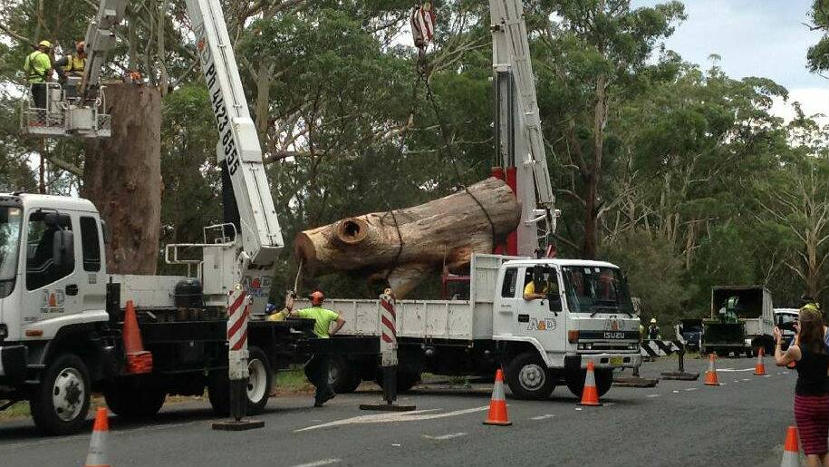 The once massive Bum Tree has been cut down to ground level. Picture: ROBERT CRAWFORD