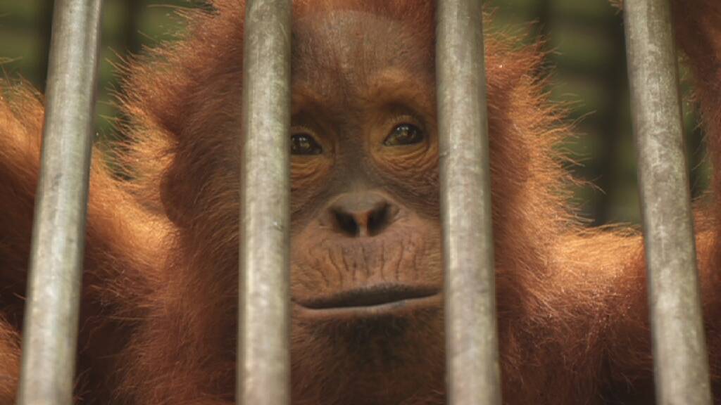 GALLERY: Bianca Dye's orangutan mission