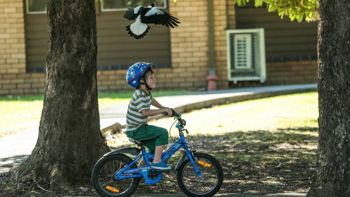 It's magpie season! How to avoid getting swooped