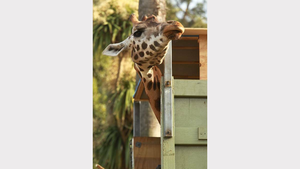 Tanzi the giraffe has travelled from Melbourne Zoo along the Hume Highway. 