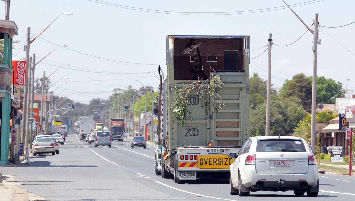 Tanzi the giraffe has travelled from Melbourne Zoo along the Hume Highway. Pictures: KEN IRWIN