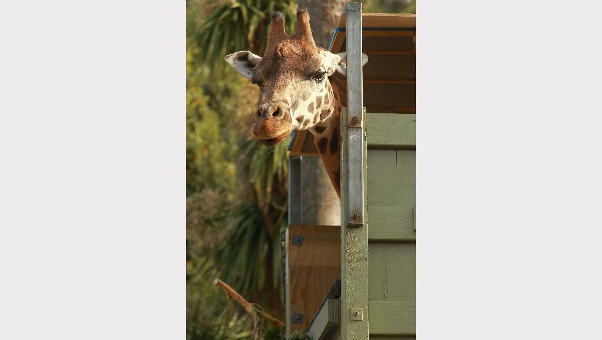 Tanzi the giraffe has travelled from Melbourne Zoo along the Hume Highway. 