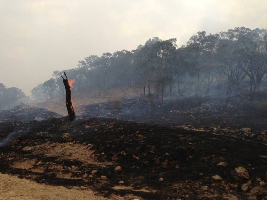 Smouldering trees behind the fire front at Coonabarabran, NSW. Photo: Alex Chesser