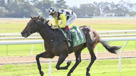 Zerkhan is tipped to win Race 7, the TAB Handicap over 1800 metres, at Kensington on Wednesday. Pictures Bradley Photos