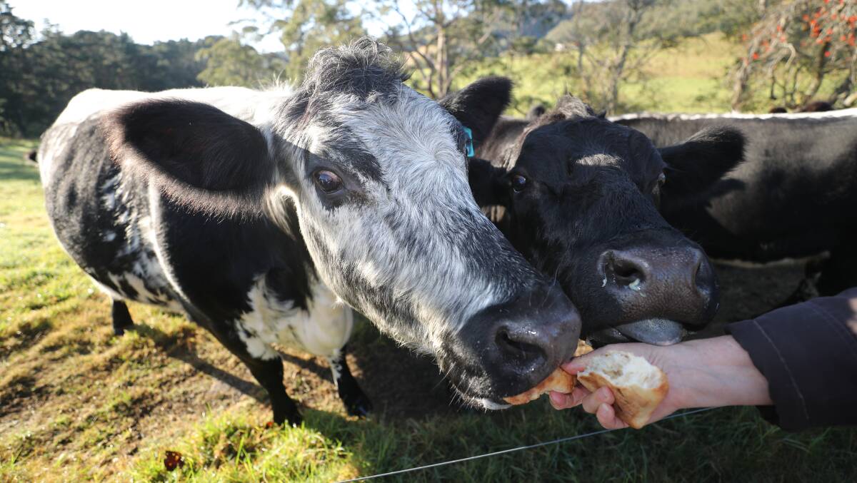 Some of the cattle enjoying their morning bread rolls. Picture by Robert Peet