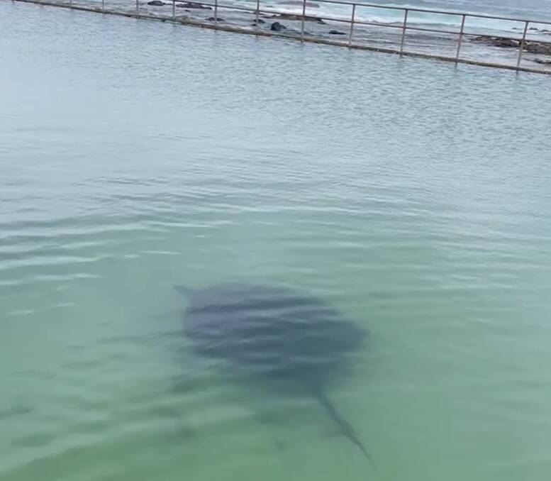 Unexpected swimmer: A stingray was spotted at Towradgi Rock Pool. Picture: Scott Keenen