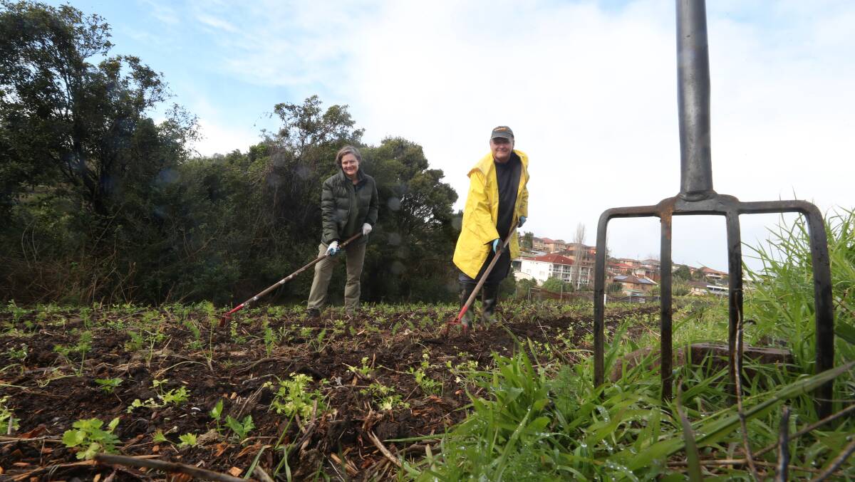 Volunteering: Ann Burbrook and John Caren tend to the crops at Green Connect. Picture: Robert Peet