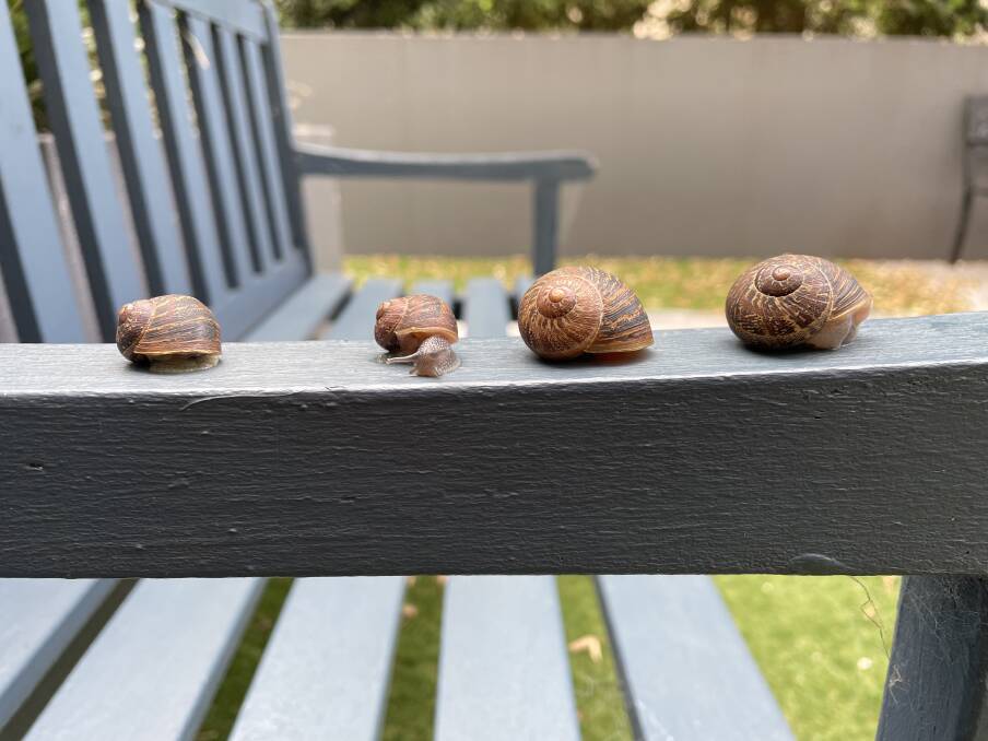 Line up: Snails are making their presence felt in the Illawarra. Picture: Supplied