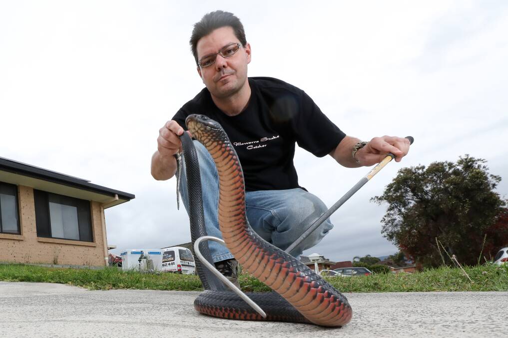 Illawarra Snake Catcher Glen Peacock said red-bellied black snakes have emerged earlier than usual this year. Picture by Adam McLean.