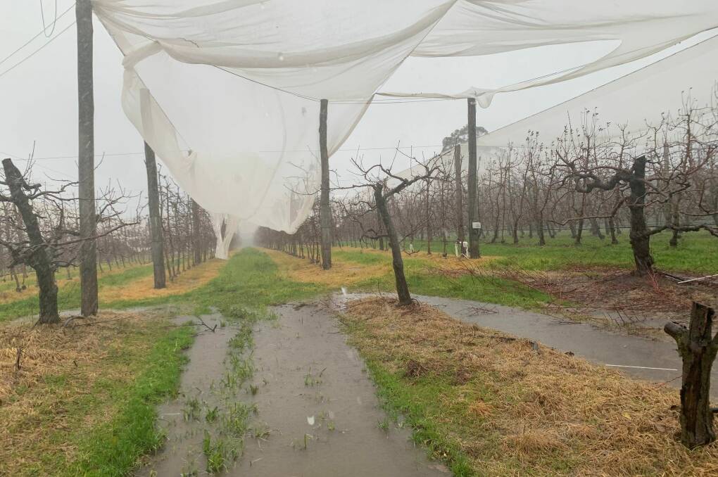 Damage: Netting over apple trees at Darkes Glenbernie Orchard has been shredded by the July rain. Image: supplied.