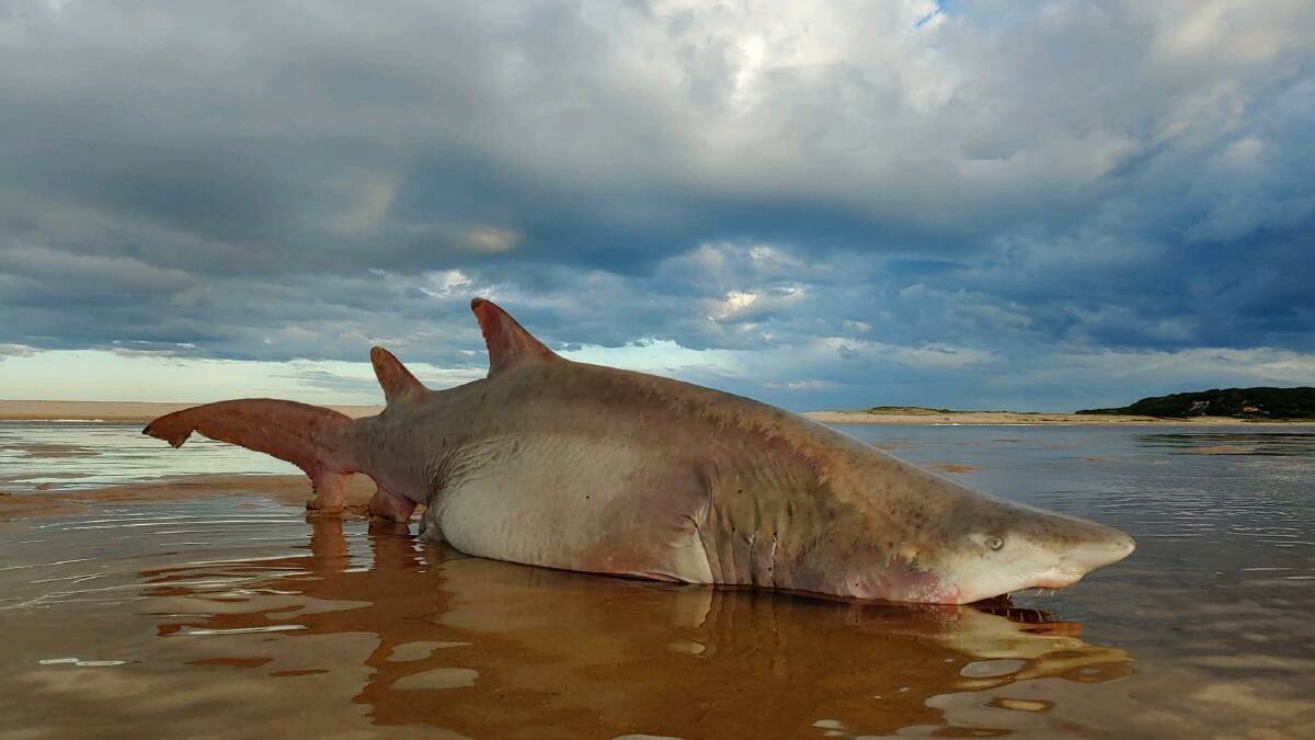 'Sad sight': Endangered shark washes up on South Coast shore