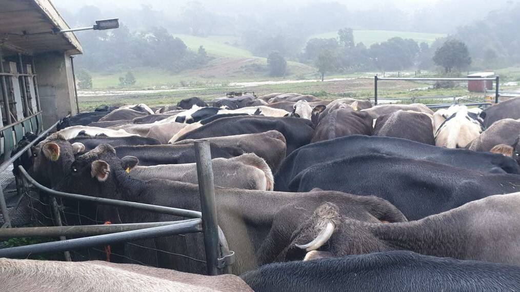 Jamberoo Valley Milk: Ken Osborne's dairy cows are sitting in five acres of paddock, and are happily munching on grass and hay bales, while they wait for the rain to subside. Picture: supplied. 