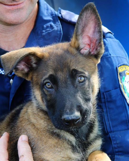 Lake Illawarra police dog Yoyo joined the force as a pup in 2018. Picture from NSWPF.